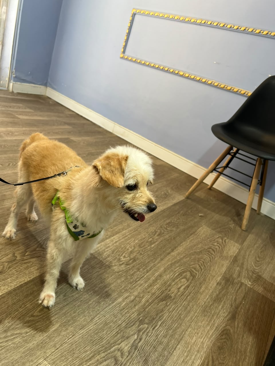 Happy groomed pet