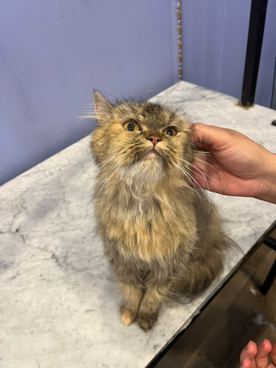 Happy groomed pet