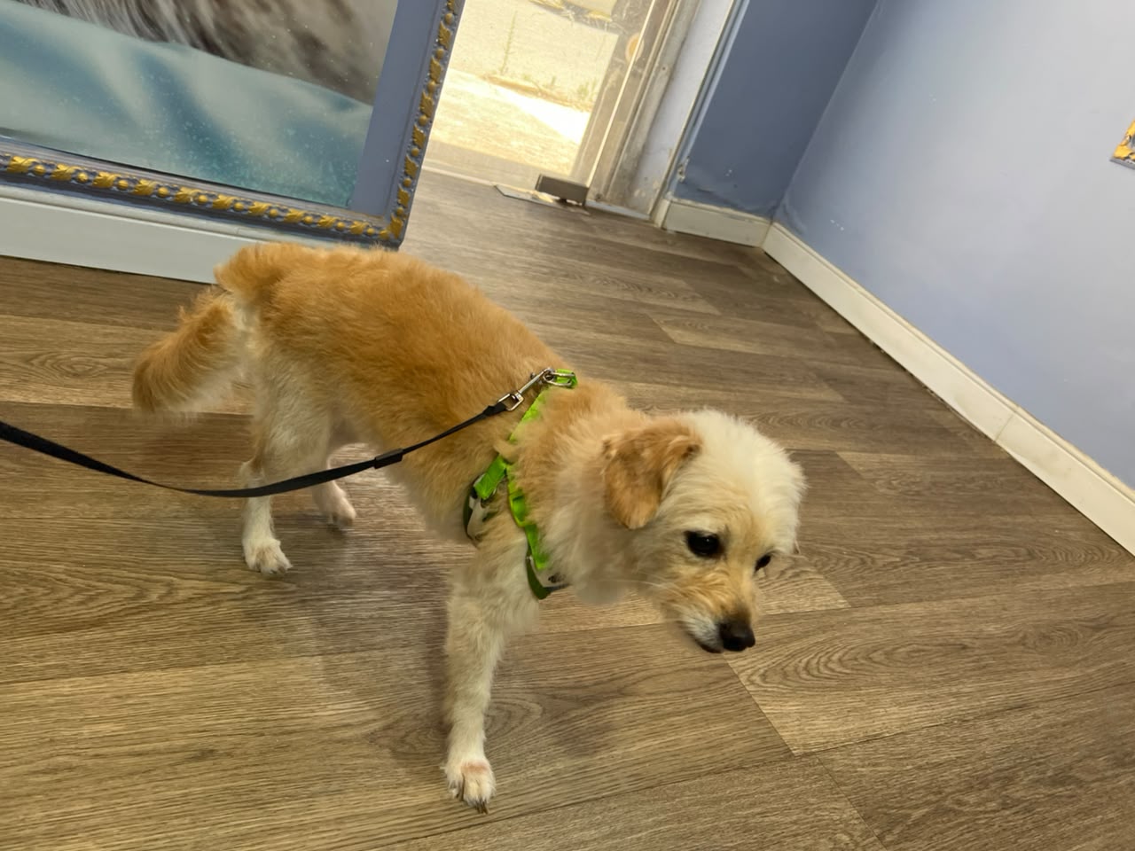 Happy groomed pet