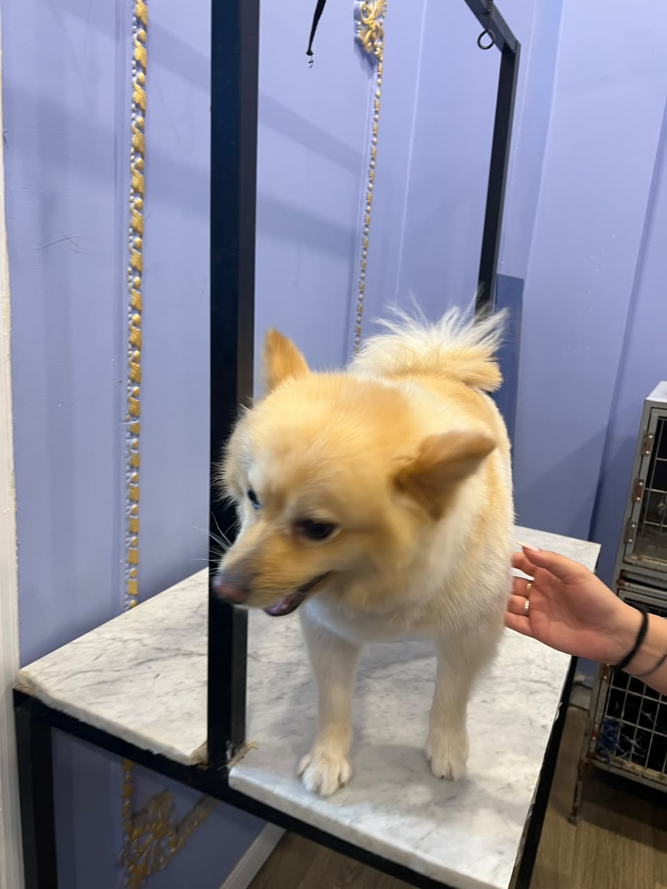 Happy groomed pet